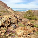 450px View of Mono Lake with wildflowers 281921283402029