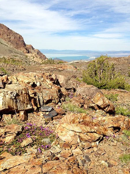 450px View of Mono Lake with wildflowers 281921283402029 450px-view of mono lake with wildflowers %2819212834020%29