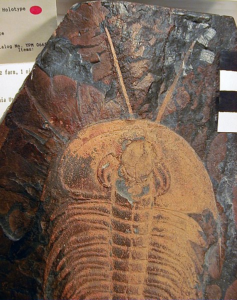 473px-olenellus thompsoni %28fossil trilobite with preserved antennae%29 %28kinzers formation%2c lower cambrian%3b getz quarry%2c near rohrerstown%2c pennsylvania%2c usa%29 3