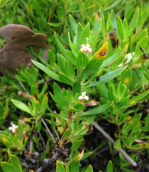 517px-ernodea littoralis florida
