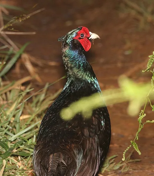 524px-ring-necked pheasant %284-24-2018%29 versicolor race%2c kokee state park%2c kauai co%2c hawaii -05 %2842190256771%29