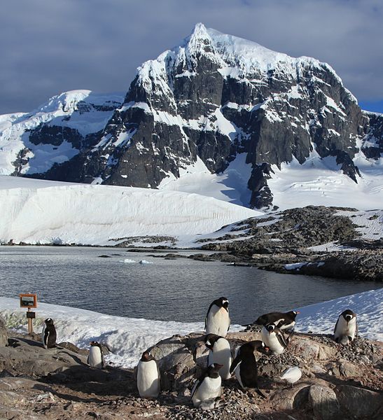 547px-gentoo penguin nests on goudier island%2c antarctica