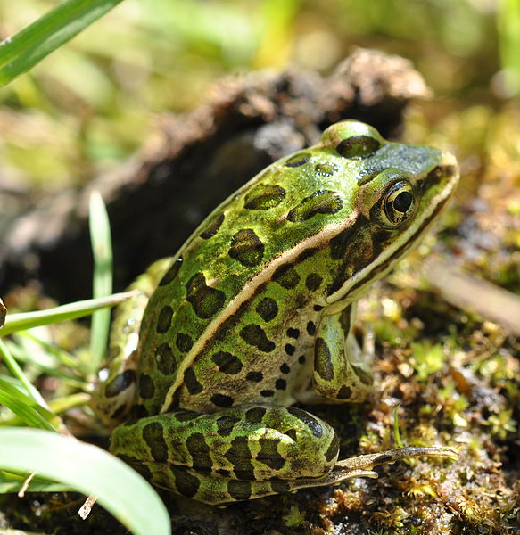 583px-northern leopard frog %28lithobates pipiens%29