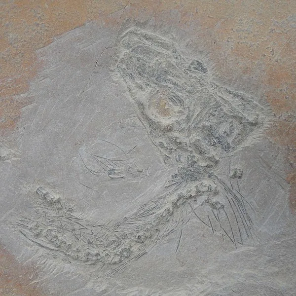 600px-fossil - museo del desierto %28saltillo%2c mexico%29