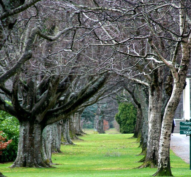 645px-trees at queens park in invercargill