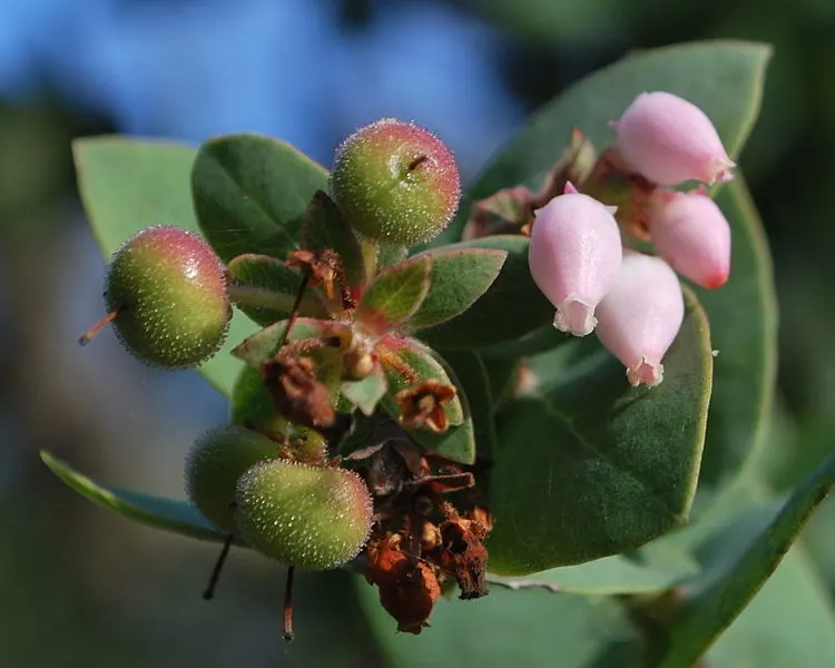 750px-arctostaphylos pallida %281%29