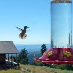 750px Female Broad tailed Hummingbird2C Lander2C Wyoming