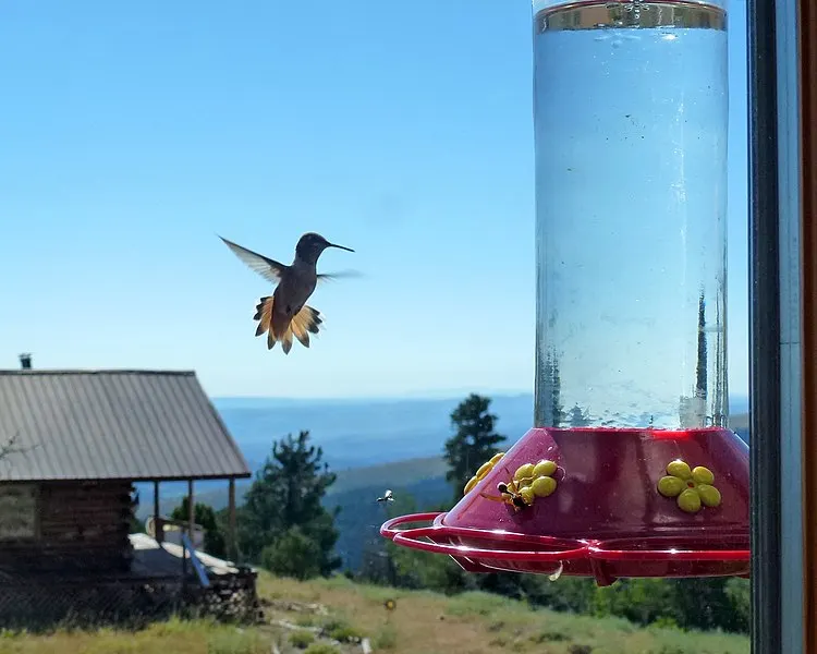 750px Female Broad tailed Hummingbird2C Lander2C Wyoming 750px-female broad-tailed hummingbird%2c lander%2c wyoming