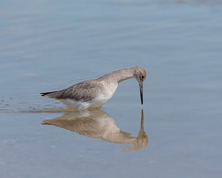 750px-willet%2c on tigertail beach%2c marco island%2c florida %2810297094496%29