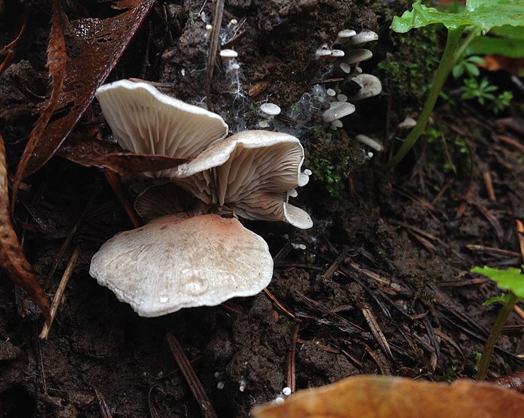 751px-entoloma byssisedum 687247