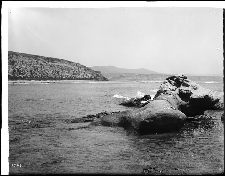 765px-dana point and the bluffs at capistrano%2c california%2c ca.1900 %28chs-1548%29
