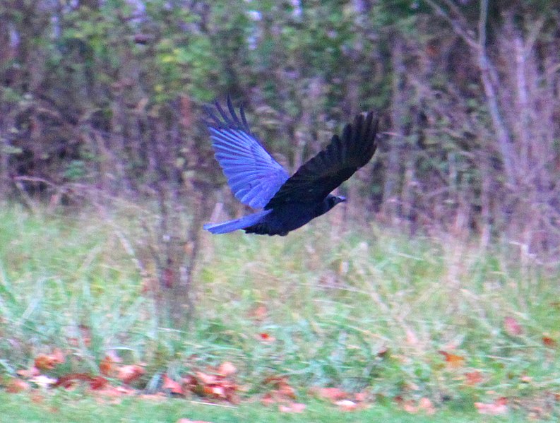 793px-crow in flight%2c delhi metropark%2c scio township%2c michigan - panoramio