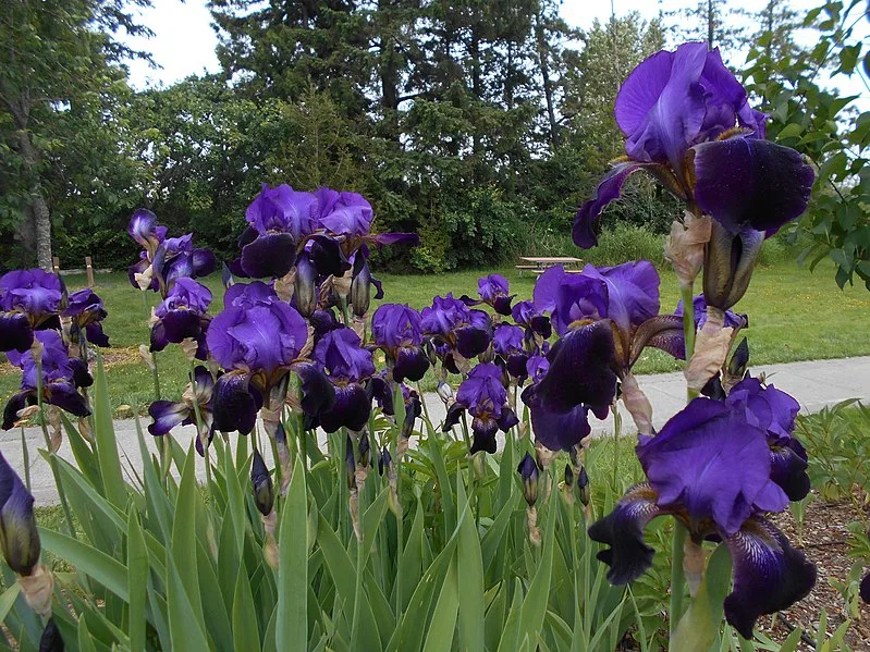 799px-iris flowers at tennant lake park near ferndale%2c wa. %2827322086755%29