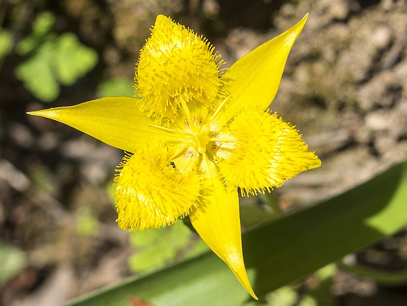 799px-yellow star tulip - flickr - larry%5eflo