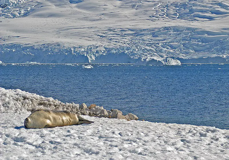 800px-00 0203 weddell seal in antarctica - melchior archipelago