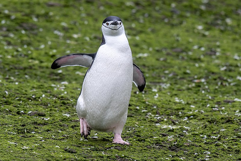 800px-2019-03-03 chinstrap penguin on barrientos island%2c antarctica