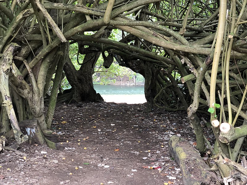 800px-2021-10-08 12 14 54 tunnel cut through a dense thicket of branches along the lumaha%ca%bbi river at lumaha%ca%bbi beach in wainiha%2c kauai%2c hawaii