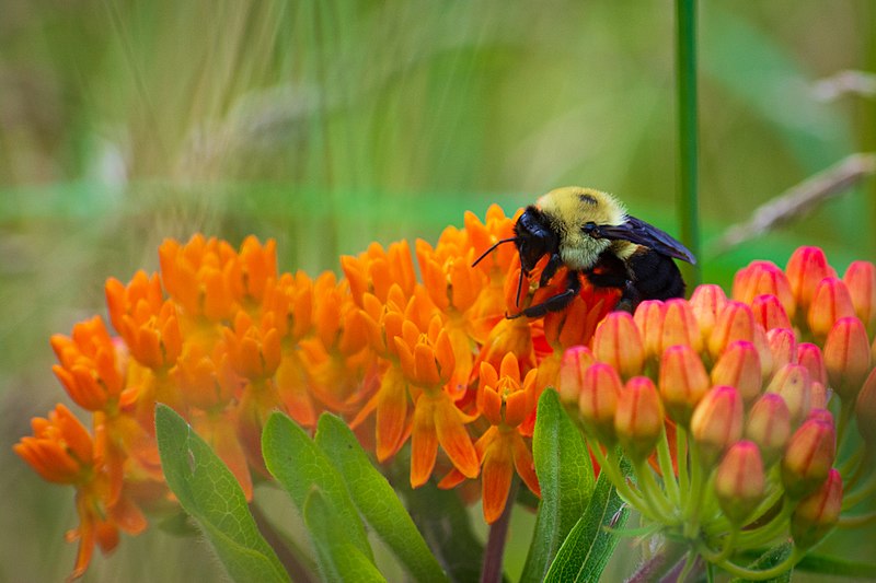 800px-a bee at chapman state park