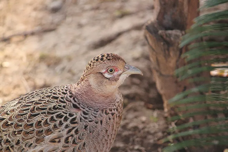 800px-a partridge in quetta aviary %2812604195043%29