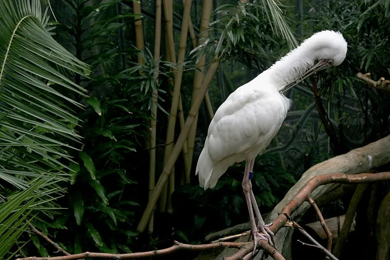 800px-african spoonbill at lincoln park zoo