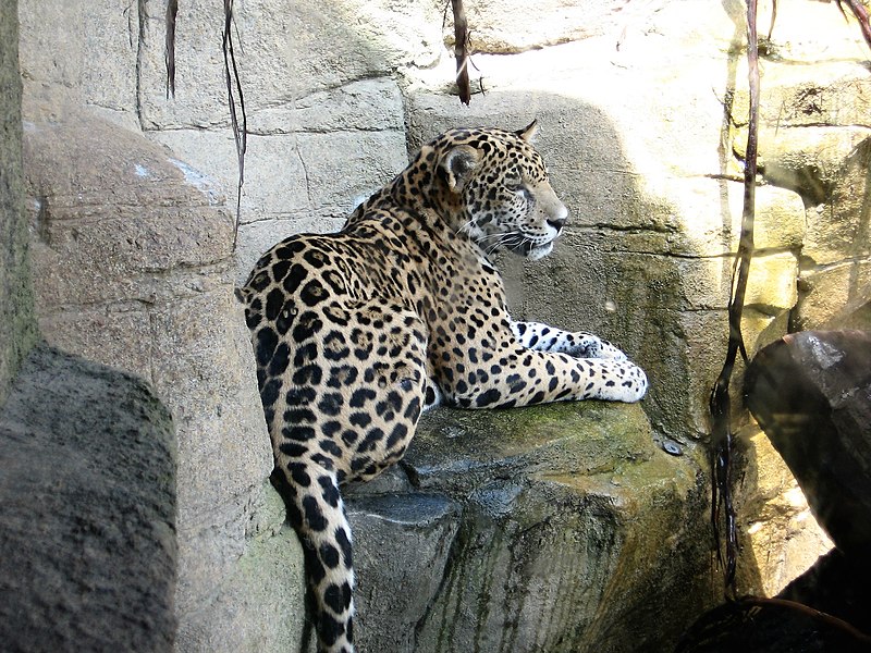 800px-akron zoo jaguar