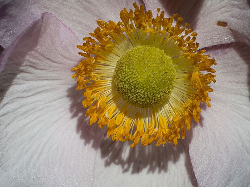 800px-anemone japonica viote 01