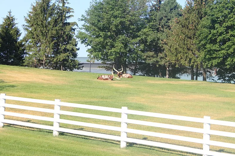 800px-ankole watusi bulls on domino%27s farms ann arbor township michigan