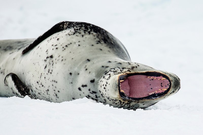 800px-antarctic sound-2016-brown bluff%e2%80%93leopard seal %28hydrurga leptonyx%29 05