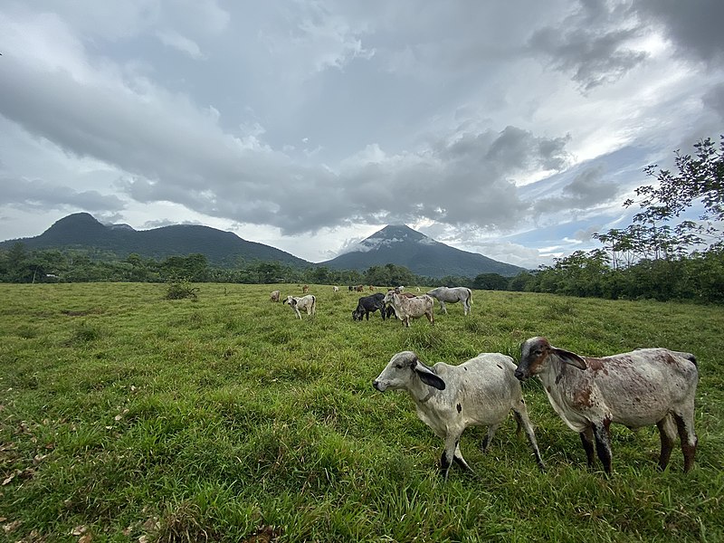 800px-arenal volcano with cattle in foreground