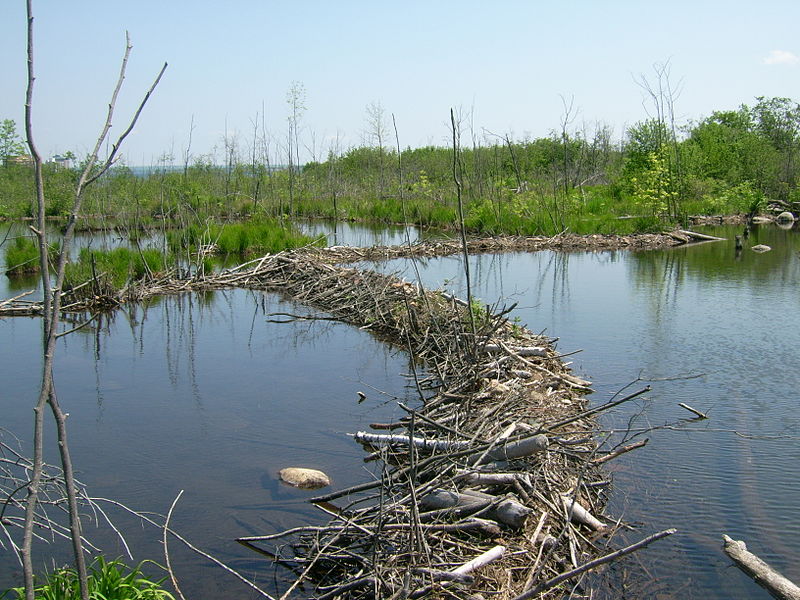 800px-beaver dams%2c whitefish channel