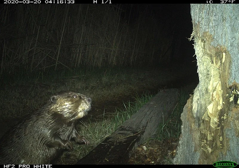 800px-beaver looking at a tasty cottonwood tree. %286574bcb0-befa-447b-b3c7-1e3fab5db63d%29