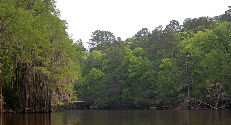 800px-big cypress bayou%2c caddo lake state park%2c harrison county%2c texas%2c usa %28april 2017%29