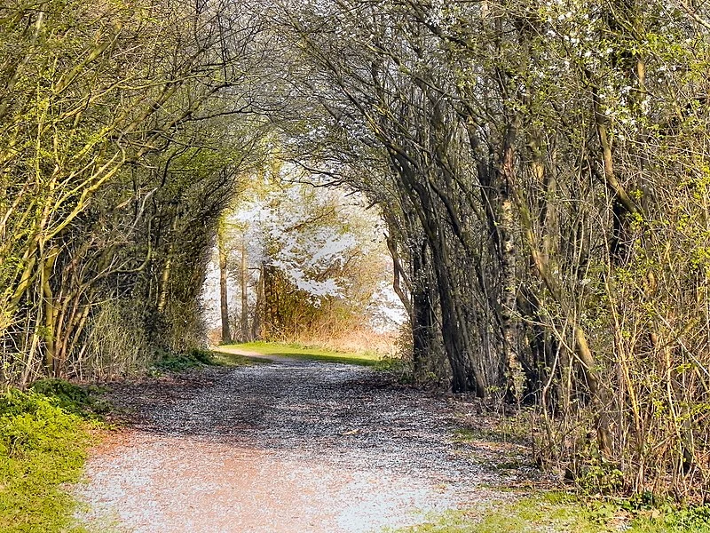 800px-birchwood forest park - geograph.org.uk - 2330681