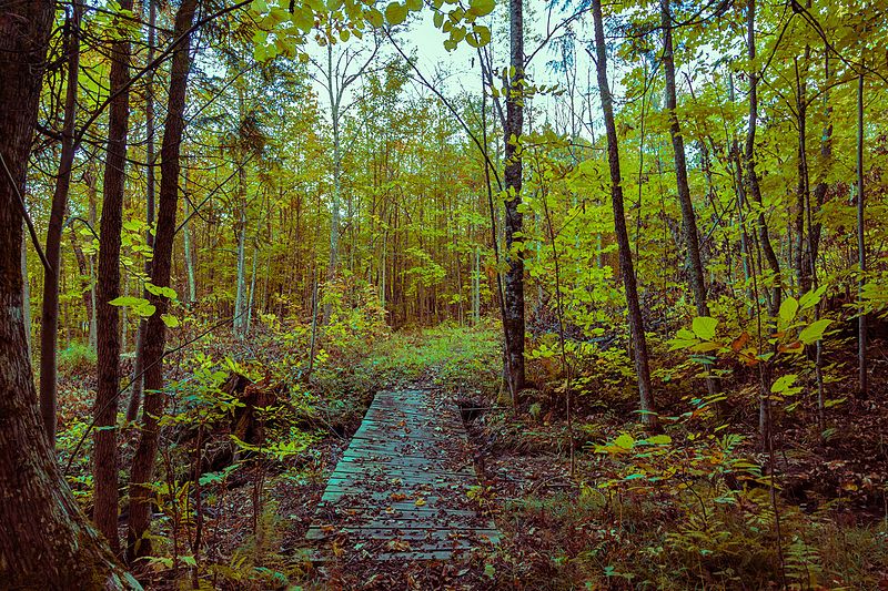 800px-boardwalk at lake gogebic state park %2829940616062%29