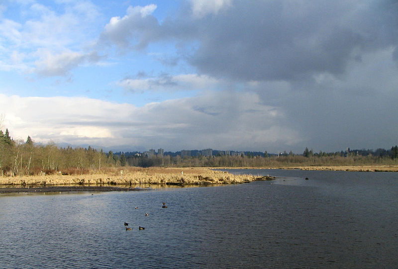 800px-burnaby lake on a cloudy day