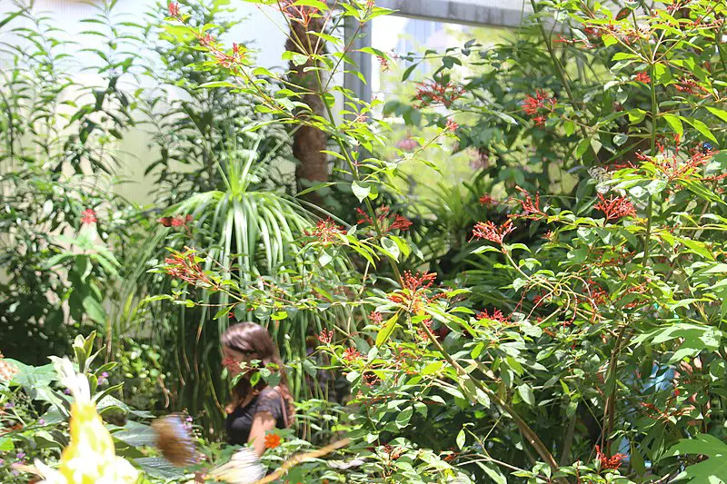 800px-butterfly rainforest fmnh 43