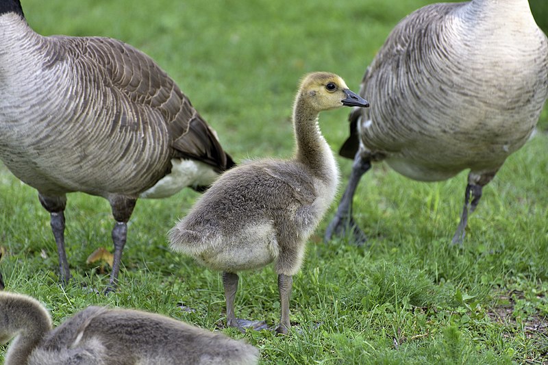 800px-canada goose chick at waterloo park%2c waterloo%2c ontario