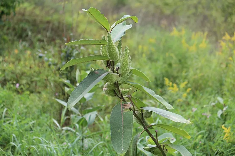 800px-common milkweed with seed pods