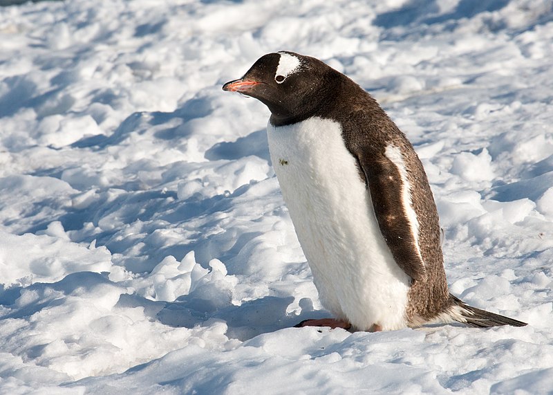 800px-danco island antarctica gentoo penguin %2846422047385%29