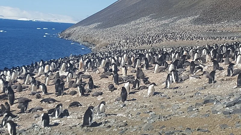 800px-devil island penguins