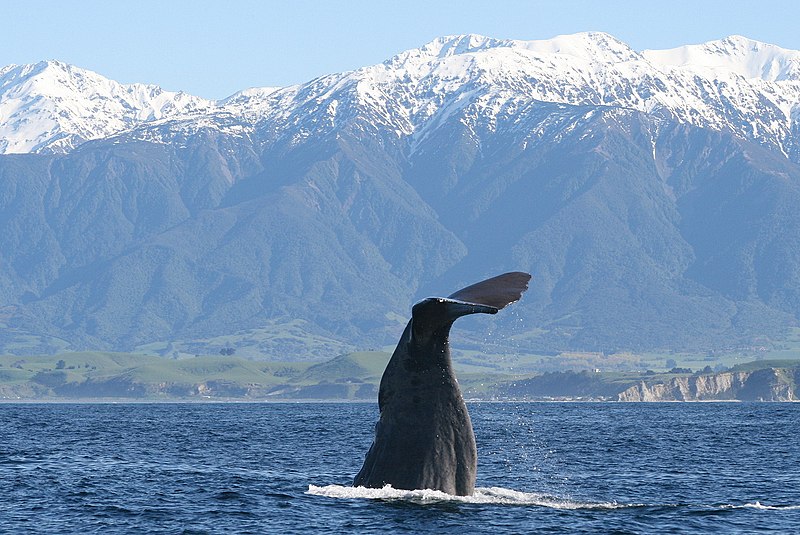 800px-diving sperm whale near kaikoura