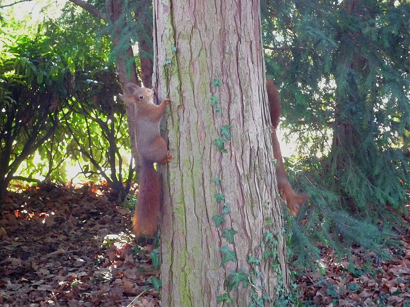 800px-ecureuils parc paul mistral - grenoble