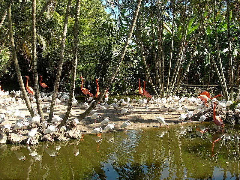 800px-flamingo-gardens