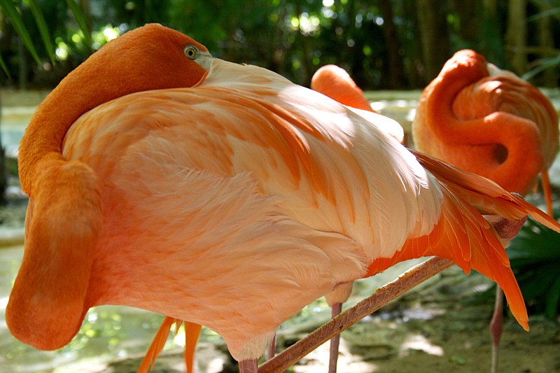 800px-flamingos at xcaret park %2820510395%29