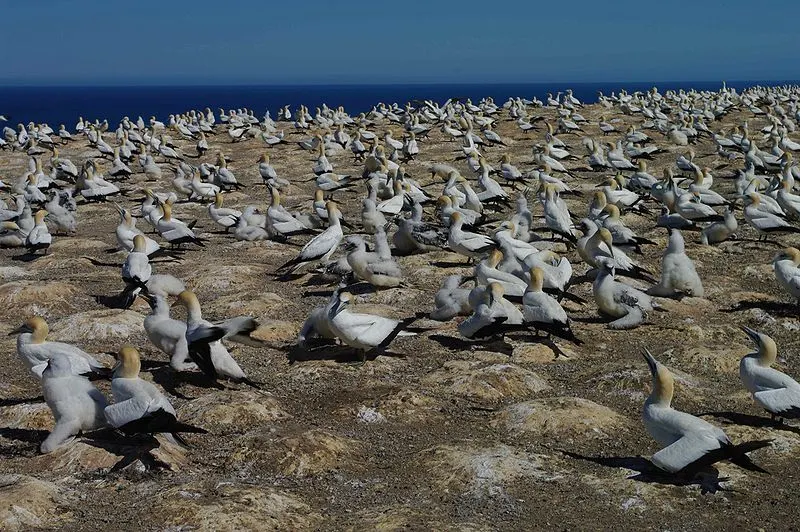 800px-gannet colony cape kidnappers