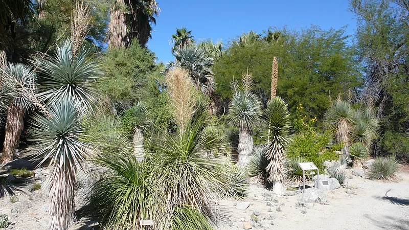 800px-garden at the living desert - panoramio