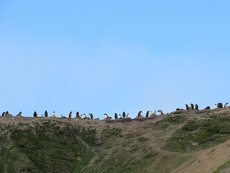 800px-gentoo penguins on ardley island%2c antarctica