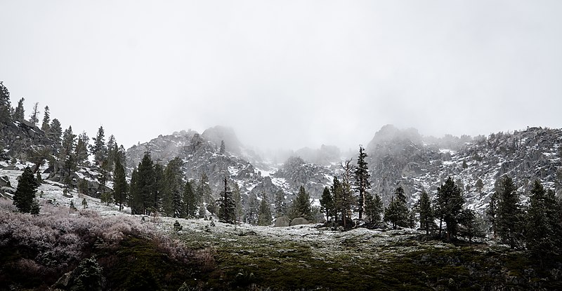 800px-grass and trees on a snowy mountain %28unsplash%29