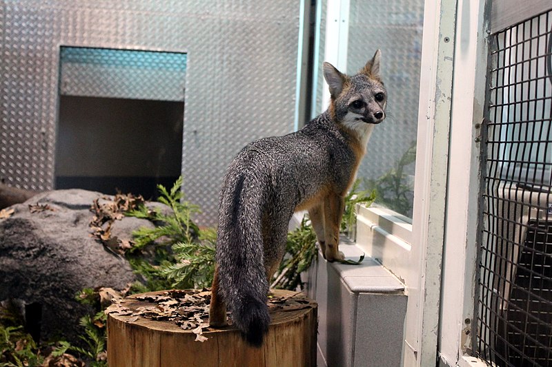 800px-gray fox in captivity