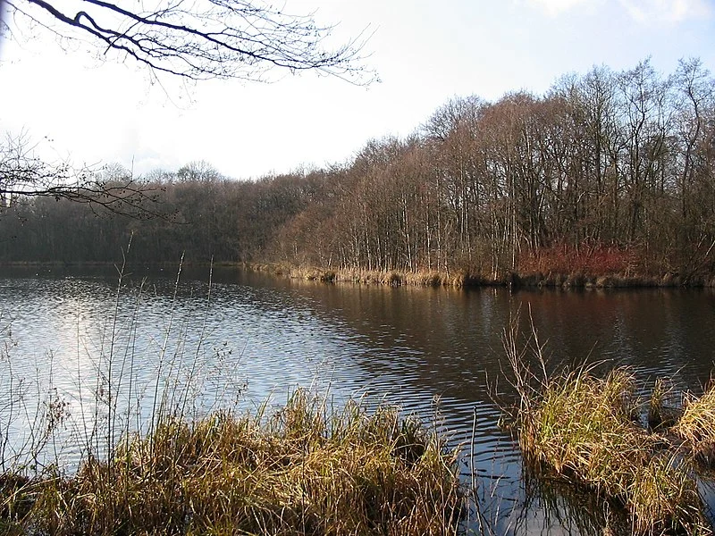 800px Grosse Karausche Schwerin 800px-grosse karausche schwerin